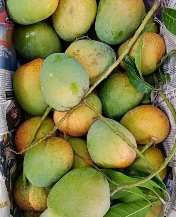 গোপালভোগ