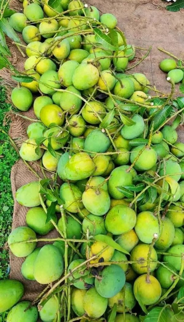 গোপালভোগ - Image 2